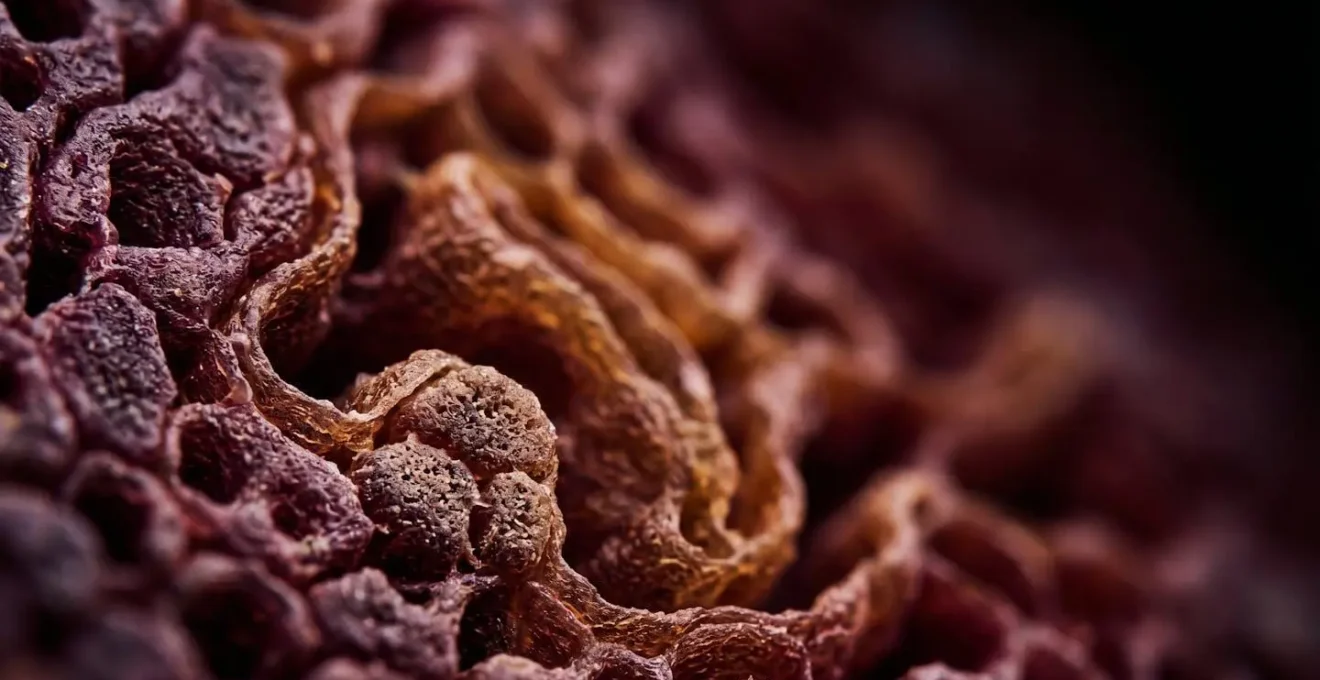 Représentation visuelle du processus de régénération de la rhodopsine dans les cellules photoréceptrices de la rétine